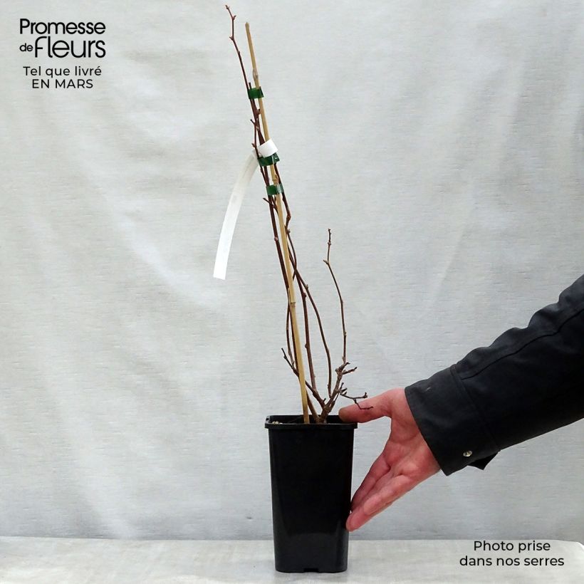 Actinidia kolomikta Adam - Kiwi siberiano Maceta 1,5L/2L Ejemplar entregado en la primavera