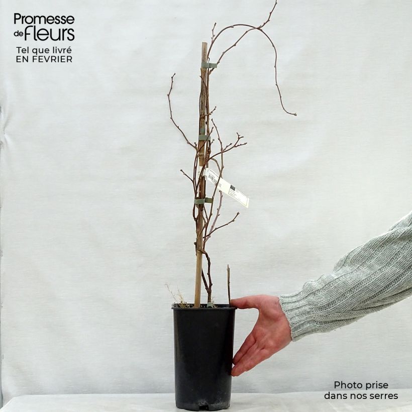 Actinidia kolomikta Eve - Kiwi siberiano Maceta 1,5L/2L Ejemplar entregado en invierno