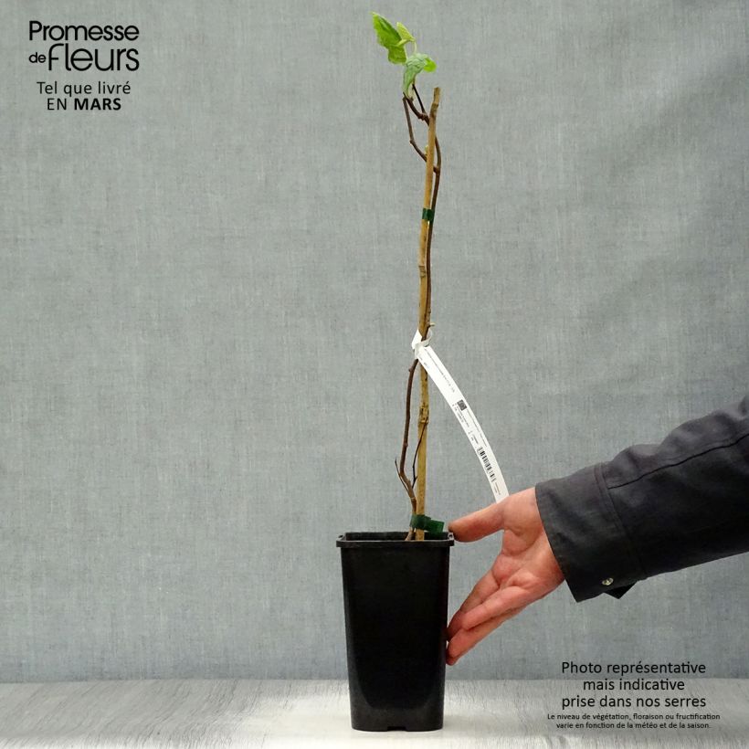 Actinidia kolomikta Eve - Kiwi siberiano Maceta 1,5L/2L Ejemplar entregado en la primavera