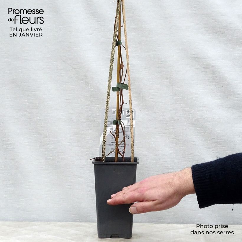 Actinidia kolomikta - Kiwi siberiano Maceta 2L/3L Ejemplar entregado en invierno