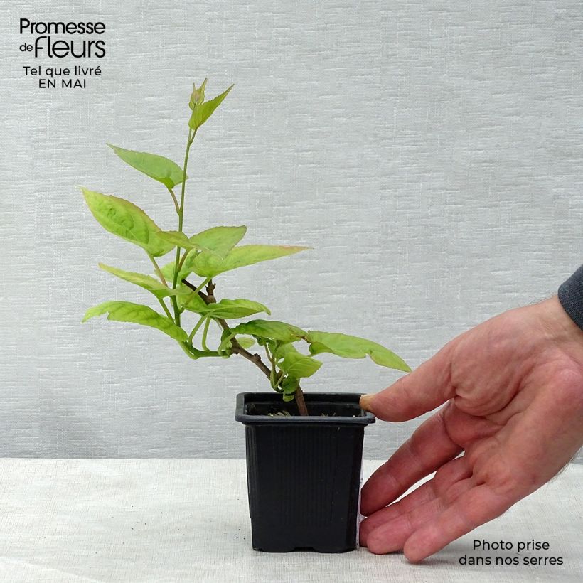 Actinidia kolomikta - Kiwi siberiano Maceta de 8/9 cm Ejemplar entregado en la primavera