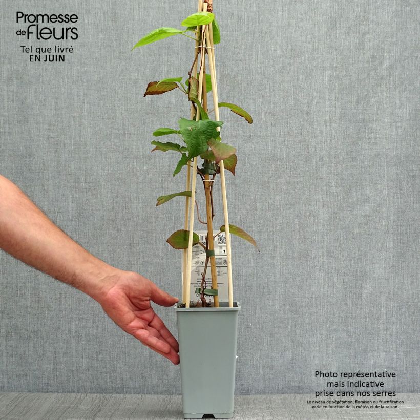 Ejemplar de Actinidia kolomikta - Kiwi siberiano Maceta 2L/3L entregado en verano