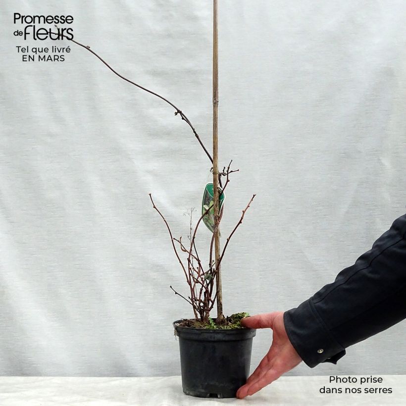 Actinidia pilosula - Kiwi siberiano Maceta 2L/3L Ejemplar entregado en la primavera