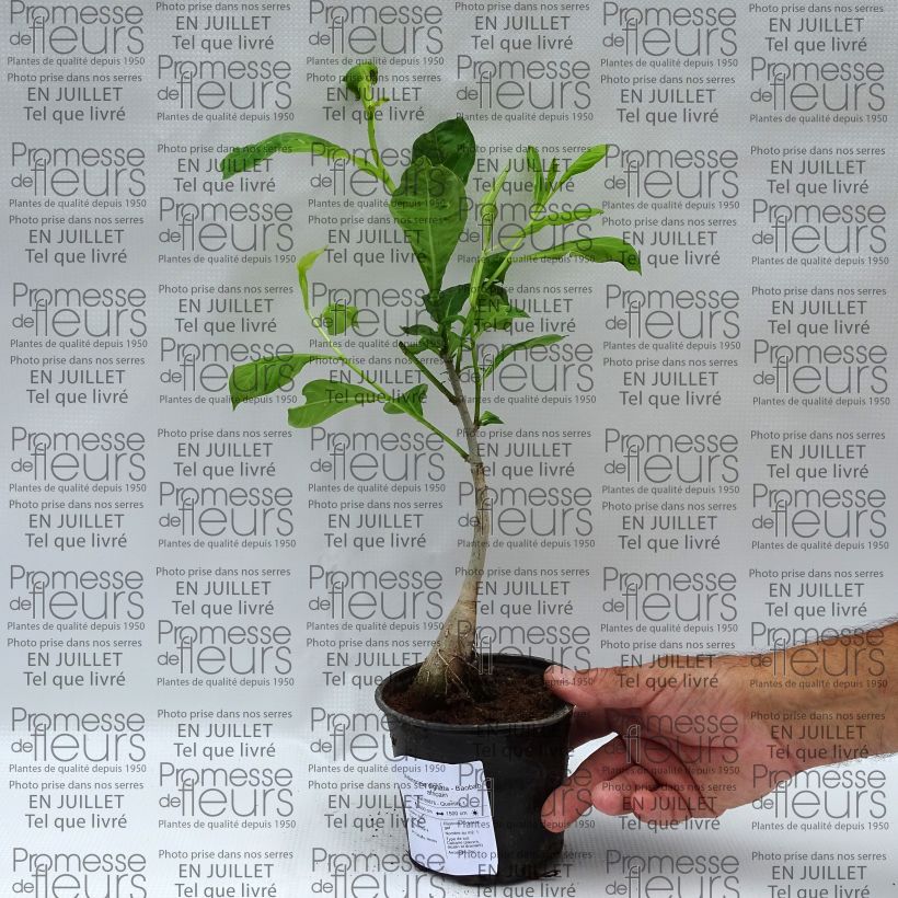 Ejemplar de Adansonia digitata - Baobab Maceta 20L/25L entregado en verano