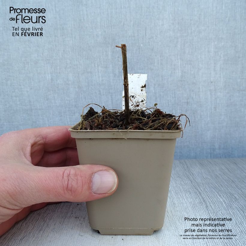 Adenophora confusa Fairy Bells Gaudi Violet Maceta de 8/9 cm Ejemplar entregado en invierno