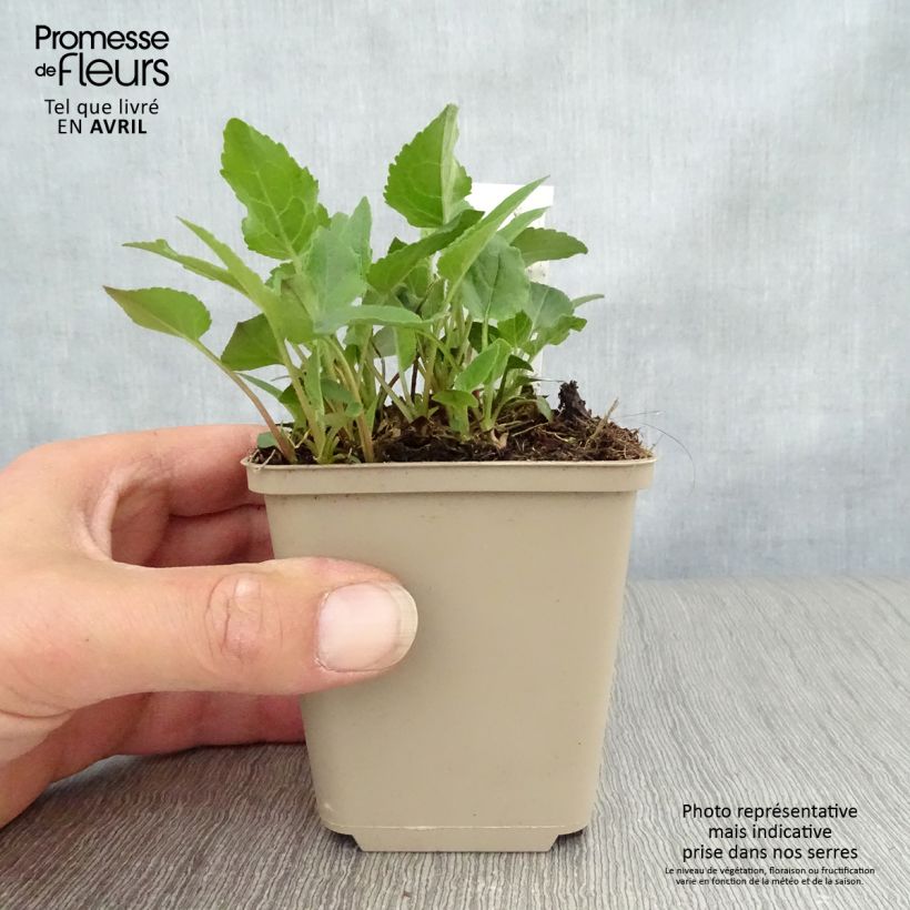 Adenophora confusa Fairy Bells Gaudi Violet Maceta de 8/9 cm Ejemplar entregado en la primavera