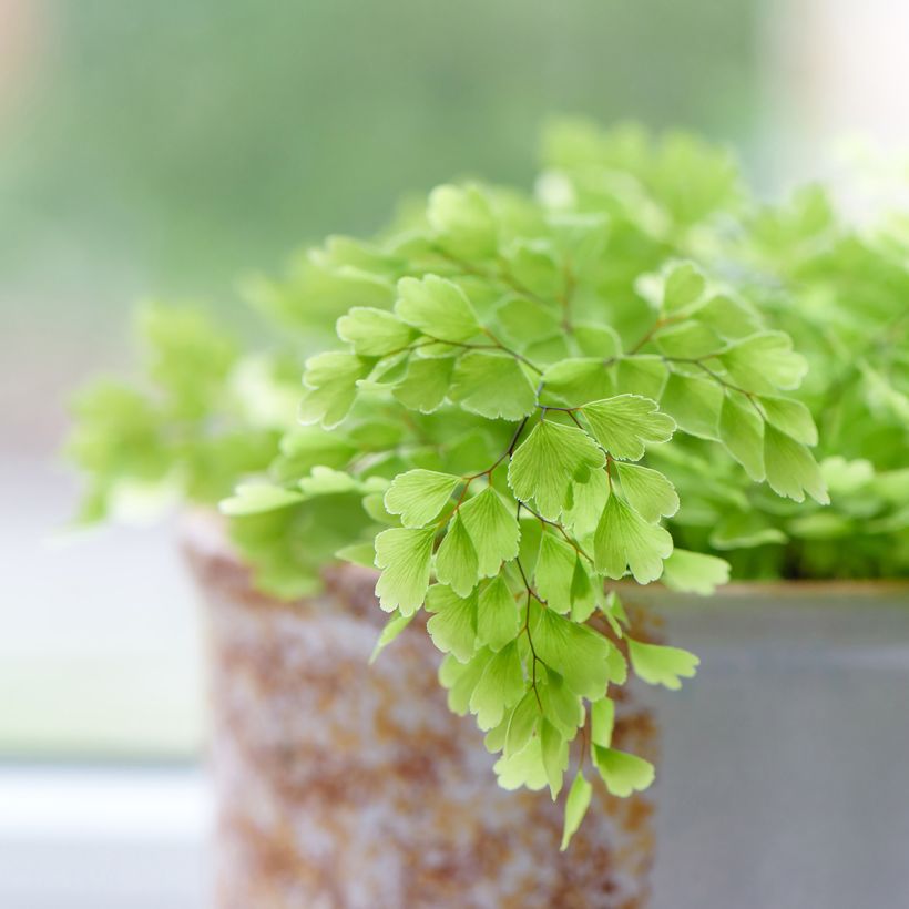 Culantrillo Fritz Lüthi - Adiantum raddianum (Follaje)