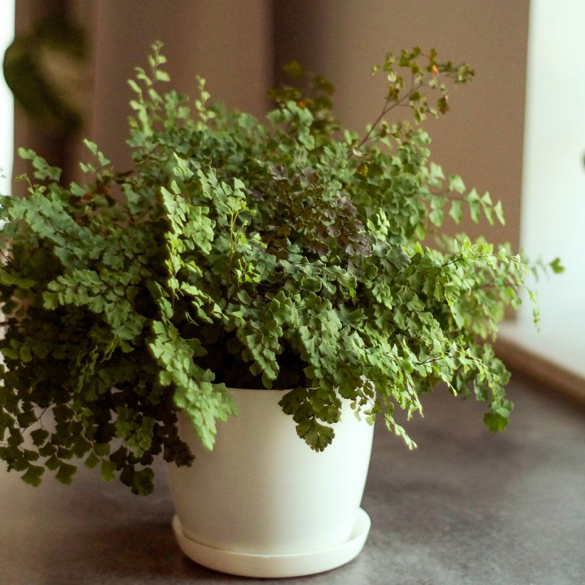 Culantrillo Fritz Lüthi - Adiantum raddianum (Porte)