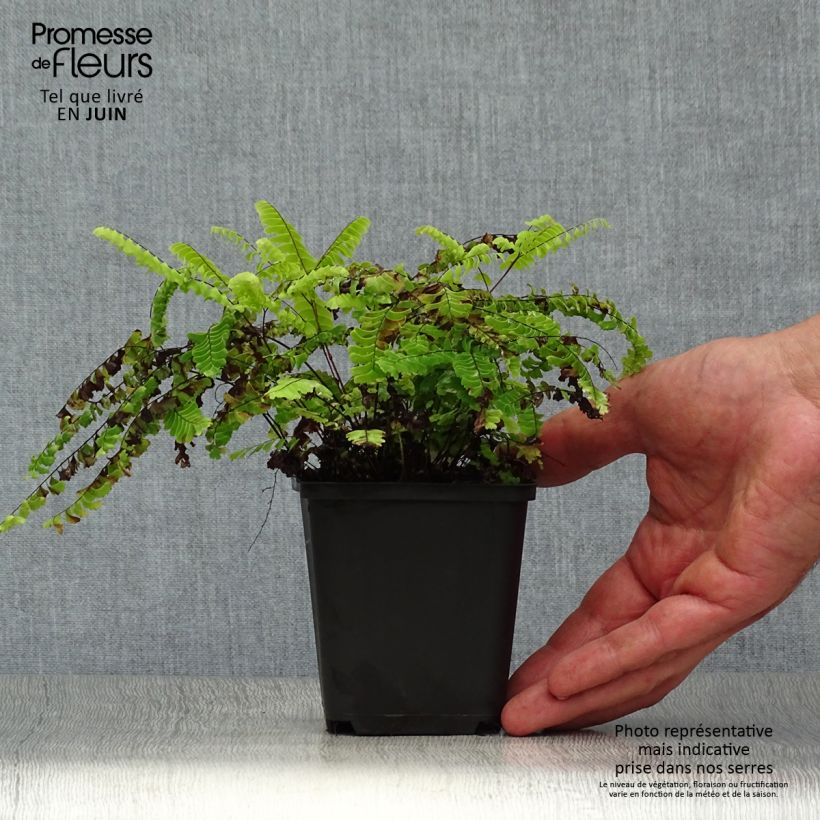 Ejemplar de Adiantum aleuticum Imbricatum Maceta de 8/9 cm entregado en verano