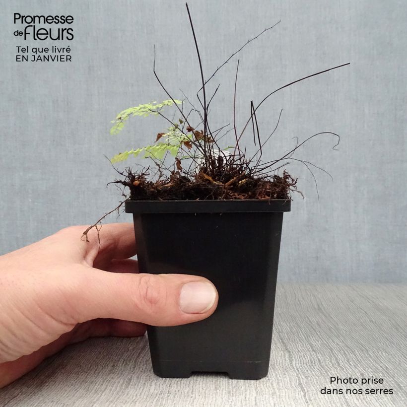 Adiantum aleuticum Imbricatum Maceta de 8/9 cm Ejemplar entregado en invierno