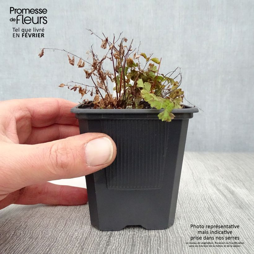 Adiantum pedatum - Culantrillo de Canadá​ Maceta de 8/9 cm Ejemplar entregado en invierno