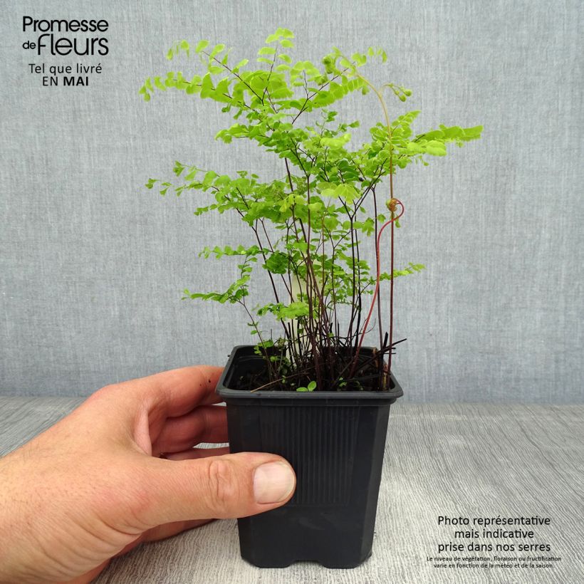 Adiantum pedatum - Culantrillo de Canadá​ Maceta de 8/9 cm Ejemplar entregado en la primavera