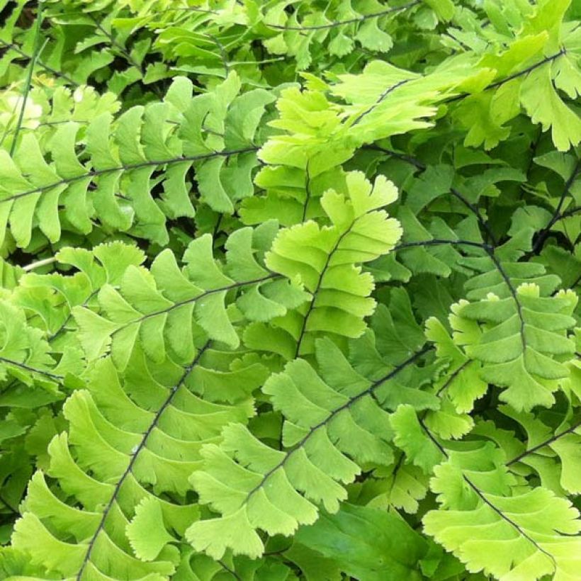Adiantum pedatum Imbricatum - Culantrillo de Canadá​ (Follaje)