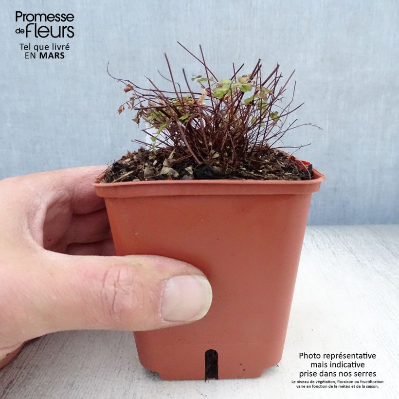 Adiantum pedatum Imbricatum - Culantrillo de Canadá​ Maceta de 8/9 cm Ejemplar entregado en la primavera