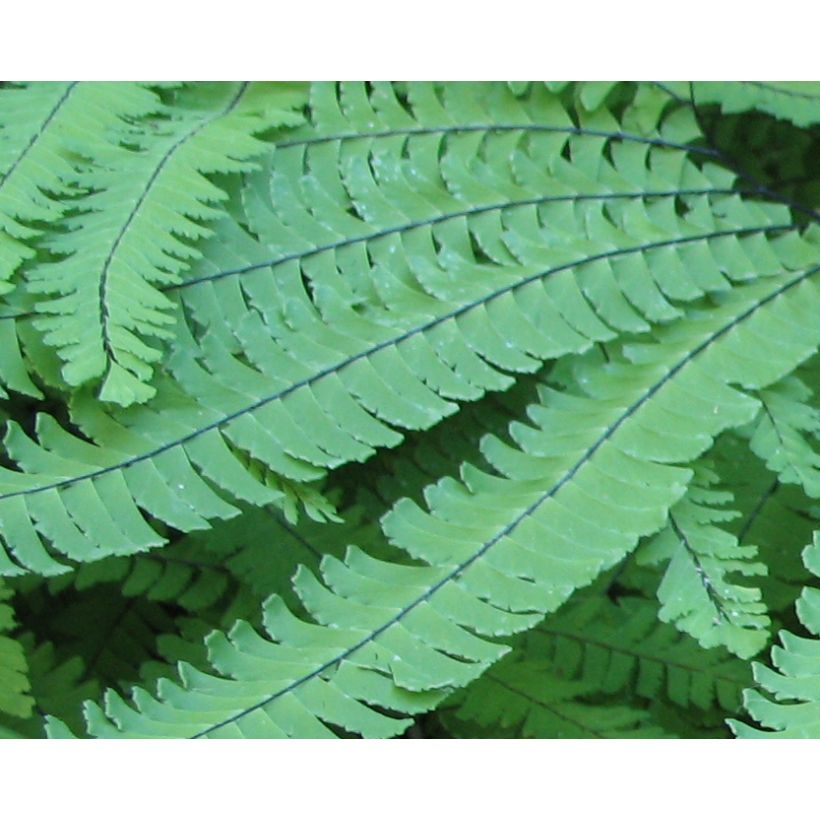 Adiantum pedatum - Culantrillo de Canadá (Follaje)