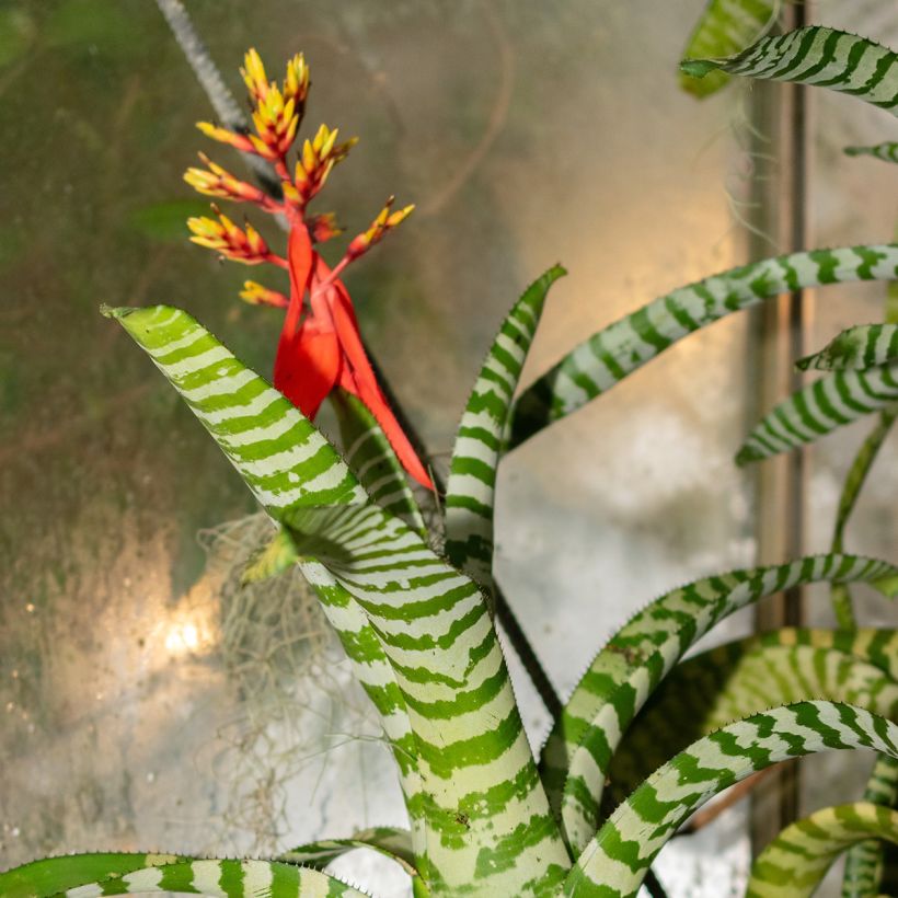 Aechmea Rebecca (Floración)