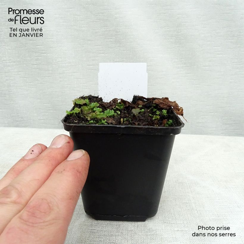 Aegopodium podagaria Variegata Maceta de 7/8 cm Ejemplar entregado en invierno