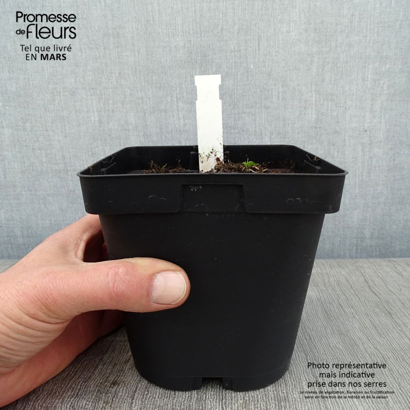Aegopodium podagaria Variegata Maceta 2L/3L Ejemplar entregado en invierno