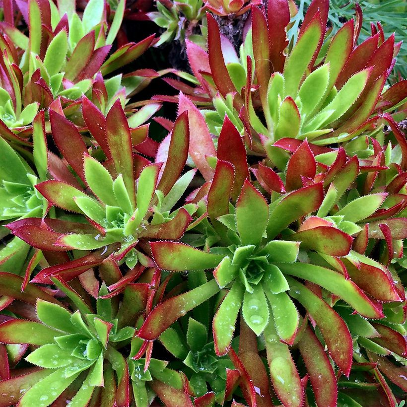 Aeonium arboreum Cornish Tribute (Follaje)