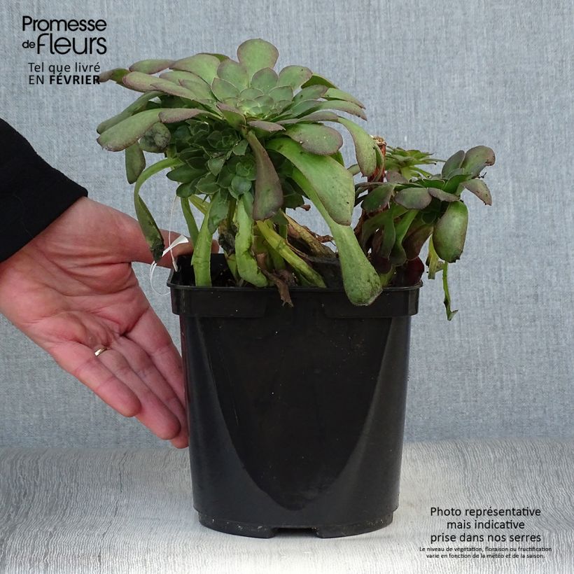 Aeonium arboreum Garnet Maceta 3L/4L Ejemplar entregado en invierno