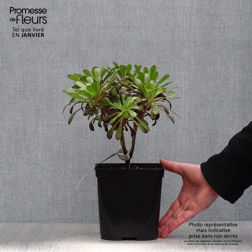 Aeonium arboreum var. atropurpureum Schwarzkopf Maceta 3L/4L Ejemplar entregado en invierno