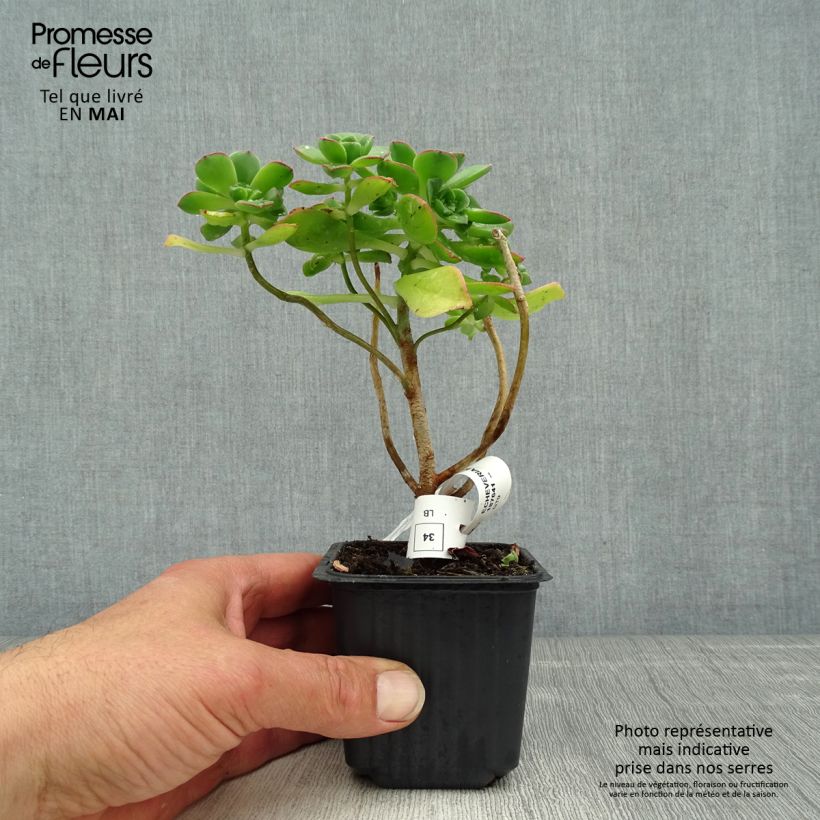 Aeonium haworthii - Bejequillo Maceta de 8/9 cm Ejemplar entregado en la primavera