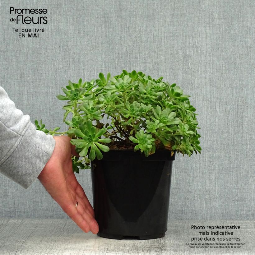 Aeonium occidentale Maceta 3L/4L Ejemplar entregado en la primavera