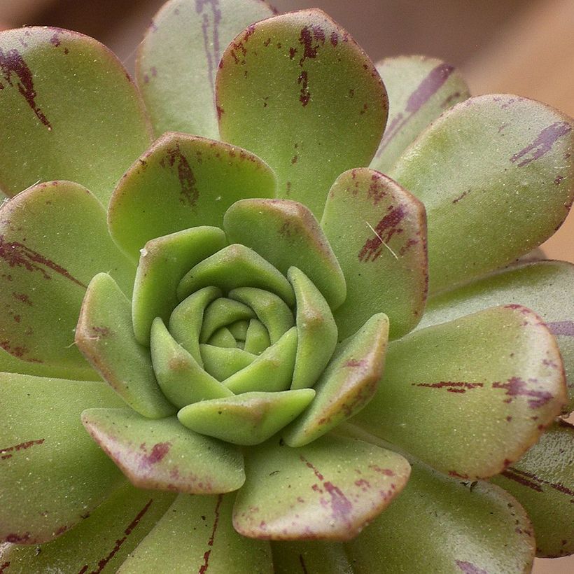 Aeonium occidentale (Follaje)