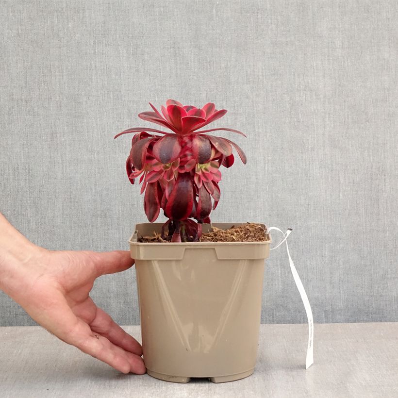 Aeonium arboreum Medusa Maceta 3L/4L Ejemplar entregado en la primavera
