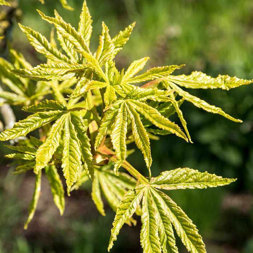 Aesculus Digitata - Castaño (Follaje)
