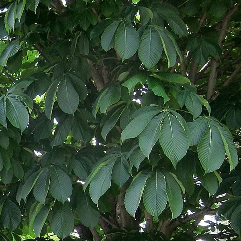 Aesculus carnea Briotii - Castaño de Indias rojo híbrido (Follaje)