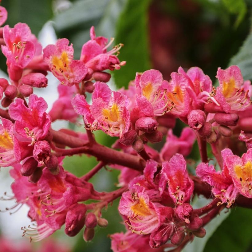 Aesculus carnea Briotii - Castaño de Indias rojo híbrido (Floración)
