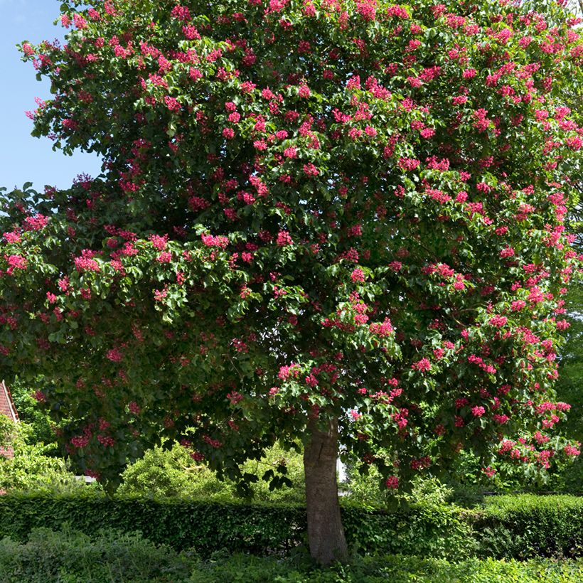 Aesculus carnea Briotii - Castaño de Indias rojo híbrido (Porte)