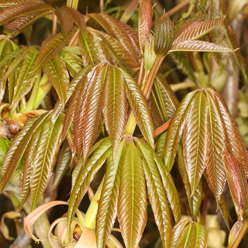 Aesculus chinensis - Castaño chino (Follaje)