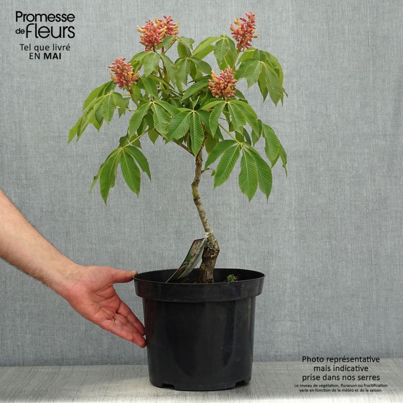 Aesculus pavia var. discolor Koehnei - Castaños Maceta 7,5L/10L Ejemplar entregado en la primavera