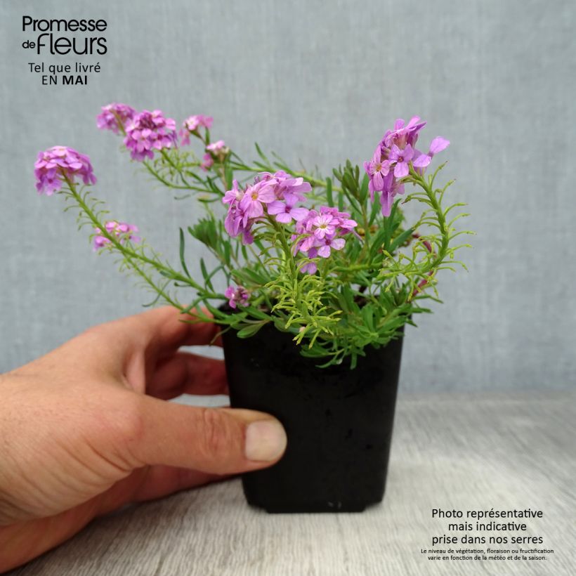 Aethionema armenum Warley Ruber - Berro de roca Maceta de 8/9 cm Ejemplar entregado en la primavera