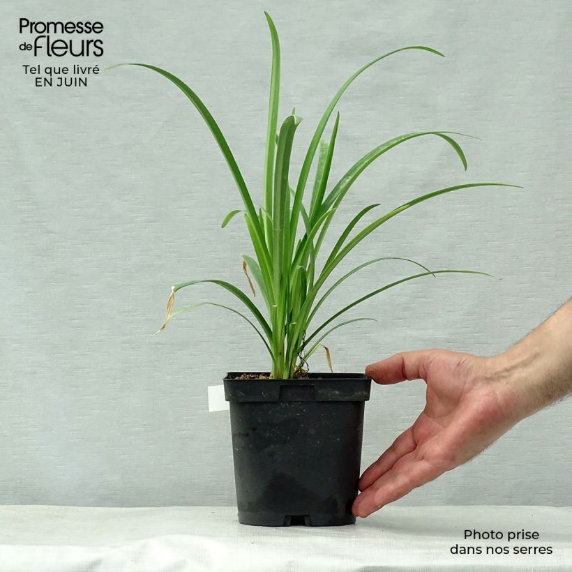 Ejemplar de Agapanthe Arctic Star entregado en verano