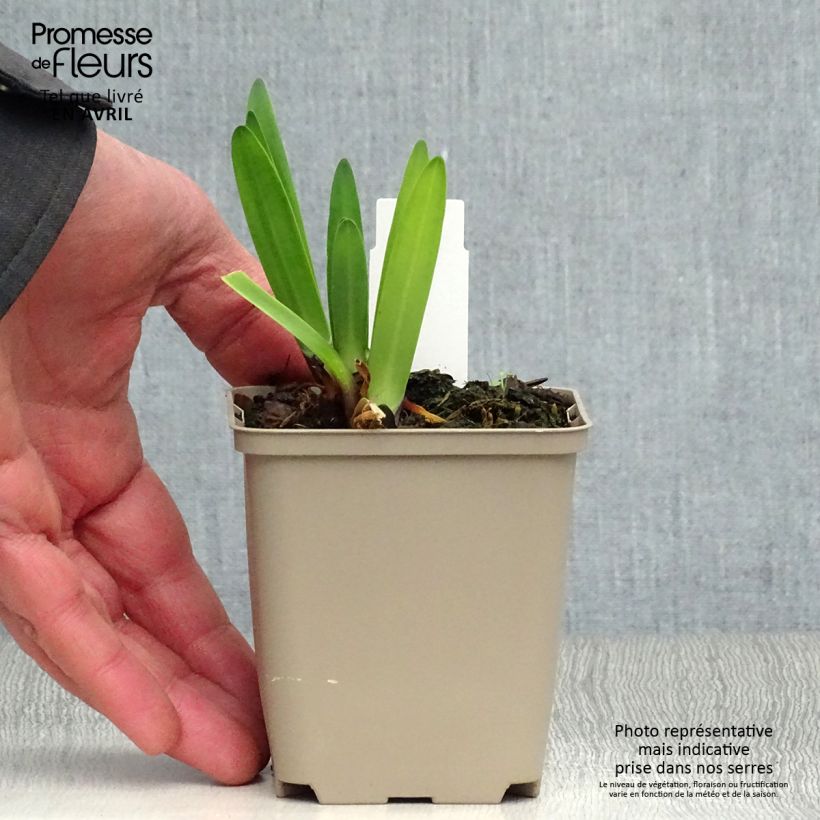 Agapanto Back in Black Maceta de 8/9 cm Ejemplar entregado en la primavera