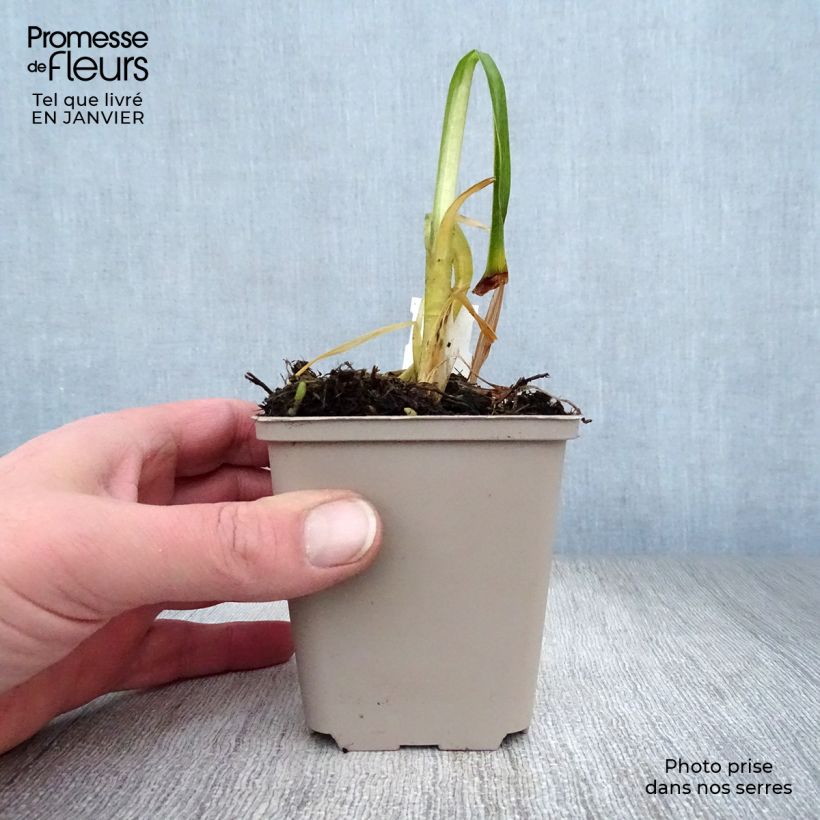 Agapanto inapertus Black Magic Maceta de 8/9 cm Ejemplar entregado en invierno