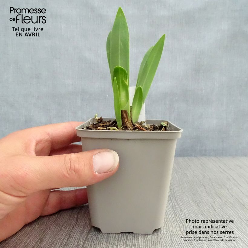 Agapanto inapertus Black Magic Maceta de 8/9 cm Ejemplar entregado en la primavera