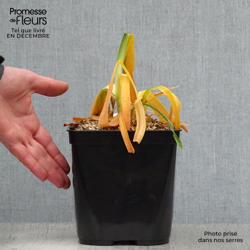 Agapanto inapertus Black Magic Maceta 2L/3L Ejemplar entregado en invierno