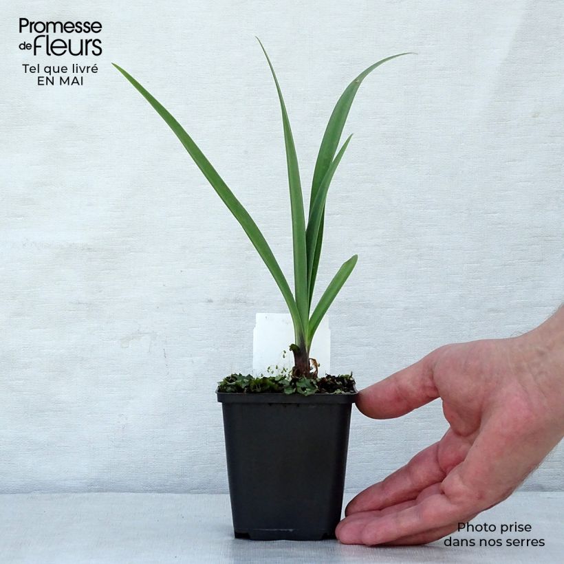 Agapanto Black Pantha Maceta de 8/9 cm Ejemplar entregado en la primavera