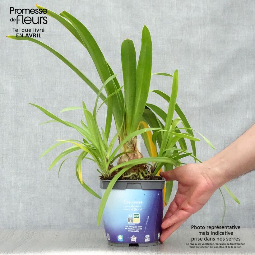 Agapanto Black Pantha Maceta 2L/3L Ejemplar entregado en la primavera