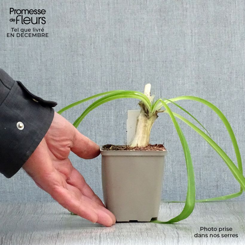 Agapanto Blue Heaven Maceta de 8/9 cm Ejemplar entregado en invierno