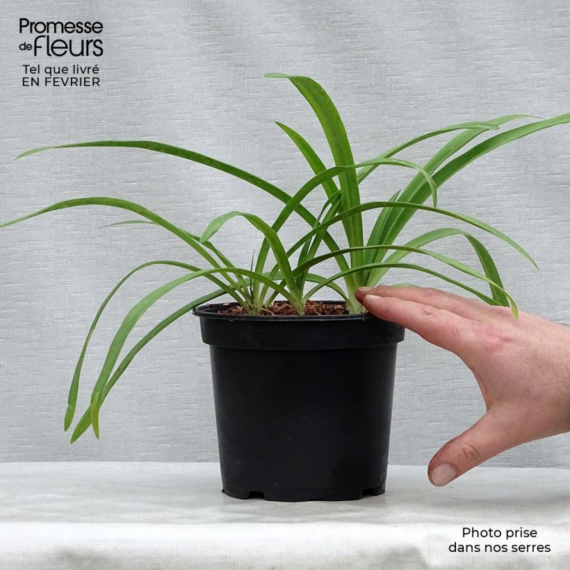 Agapanto Blue Heaven Maceta 2L/3L Ejemplar entregado en invierno