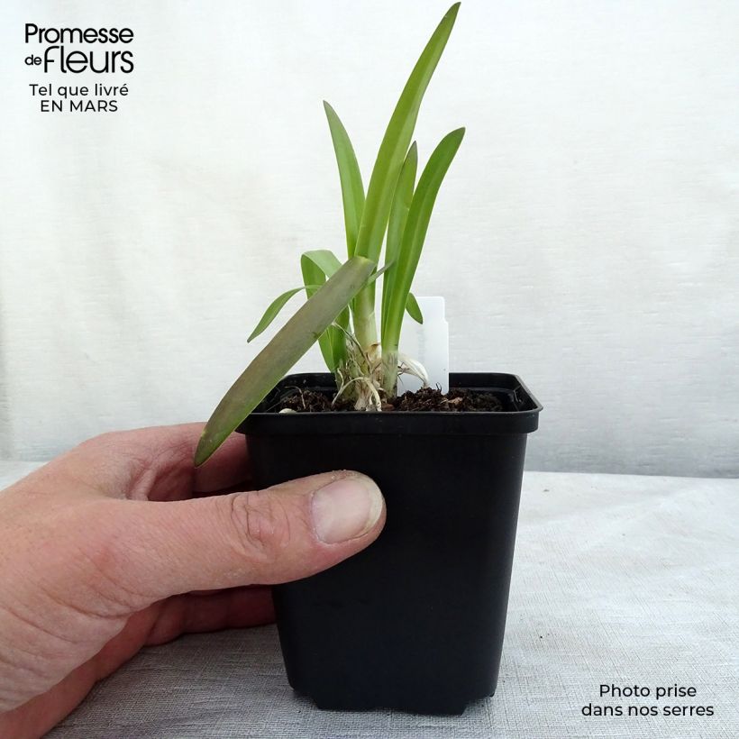 Agapanto Brilliant Blue Maceta de 8/9 cm Ejemplar entregado en invierno