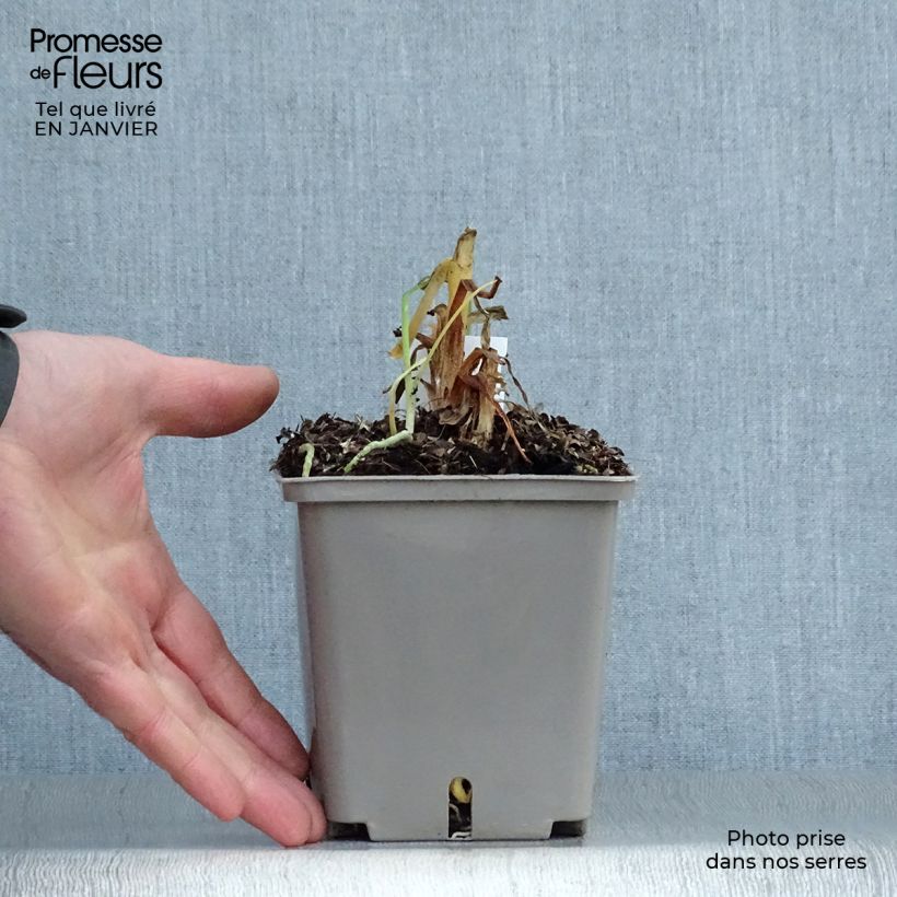 Agapanto Celebration Maceta 1L/1,5L Ejemplar entregado en invierno