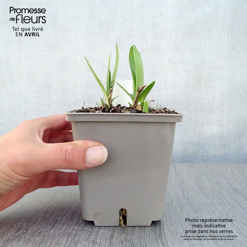 Agapanto Celebration Maceta 1L/1,5L Ejemplar entregado en la primavera