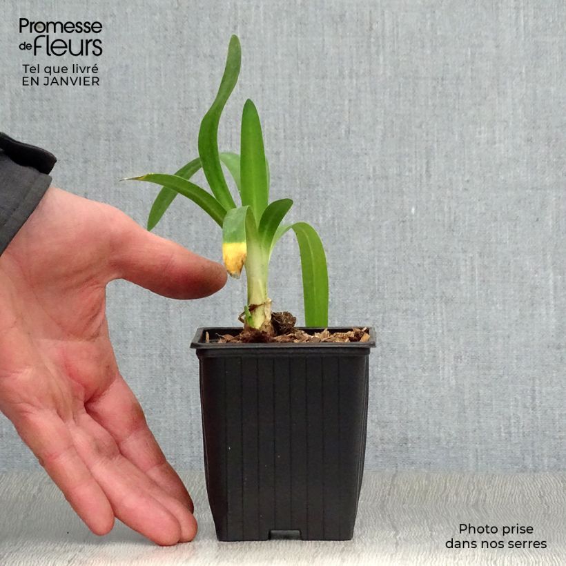 Agapanto Charlotte Maceta de 8/9 cm Ejemplar entregado en invierno