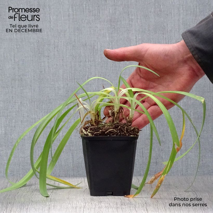 Agapanto Docteur Brouwer Maceta de 8/9 cm Ejemplar entregado en invierno